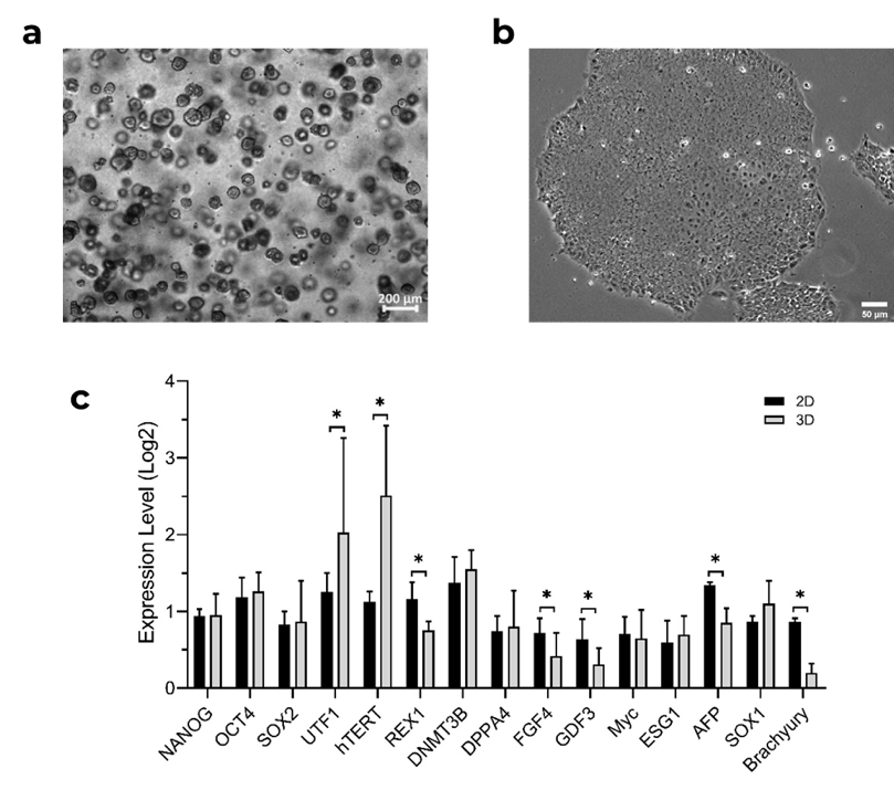No. 0002 PGmatrixTM Enables 3D hiPSC Maintenance, Expansion, and Bioprinting