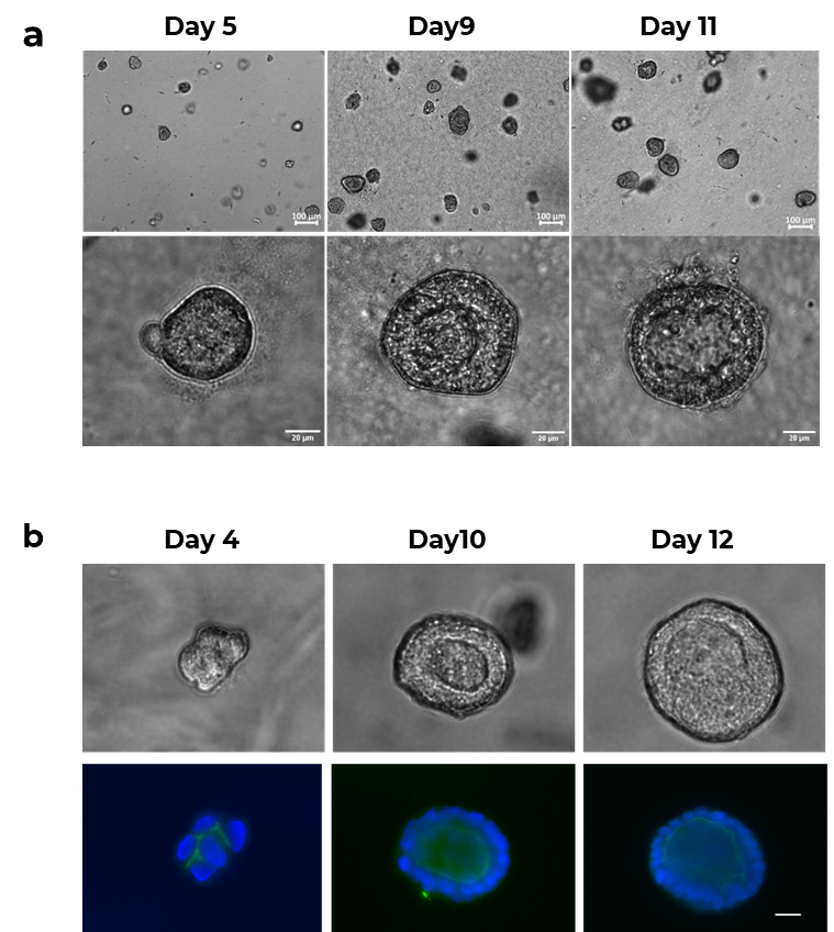 No. 0003 PGmatrixTM Cells Enables Lumen Cyst Formation within MDCK Organoids