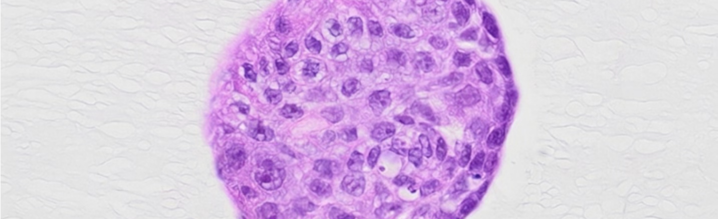 Advancing Human-Based Research: PepGel’s Role in the Shift Away from Animal Models